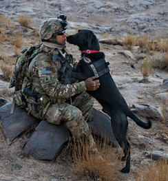 Photograph by Adam Ferguson: "Army Staff Sgt. Jason Cartwright bonds with his Labrador retriever, Isaac, during a mission to disrupt a Taliban supply route. Dogs are very sensitive to their handlers’ emotions. Says Jay Crafter, a trainer for the military, “If you’re having a bad day, your dog is going to have a bad day.”