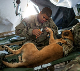 Photograph by Adam Ferguson. "Sergeant Bourgeois clips Oopey’s toenails before a mission in Afghanistan. Handlers care for their dogs’ every need, learning canine CPR as well as how to spot canine post-traumatic stress disorder, which afflicts some 5 percent of deployed dogs."